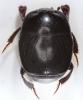 Saprinus subnitescens